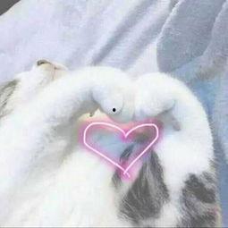 猫手比心表情包