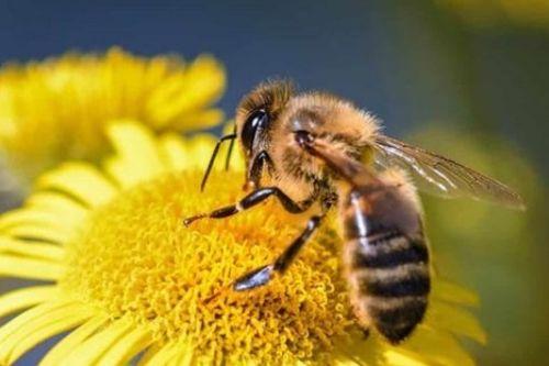 蜜蜂的相关资料,自然界中的勤劳使者与生态平衡的守护者